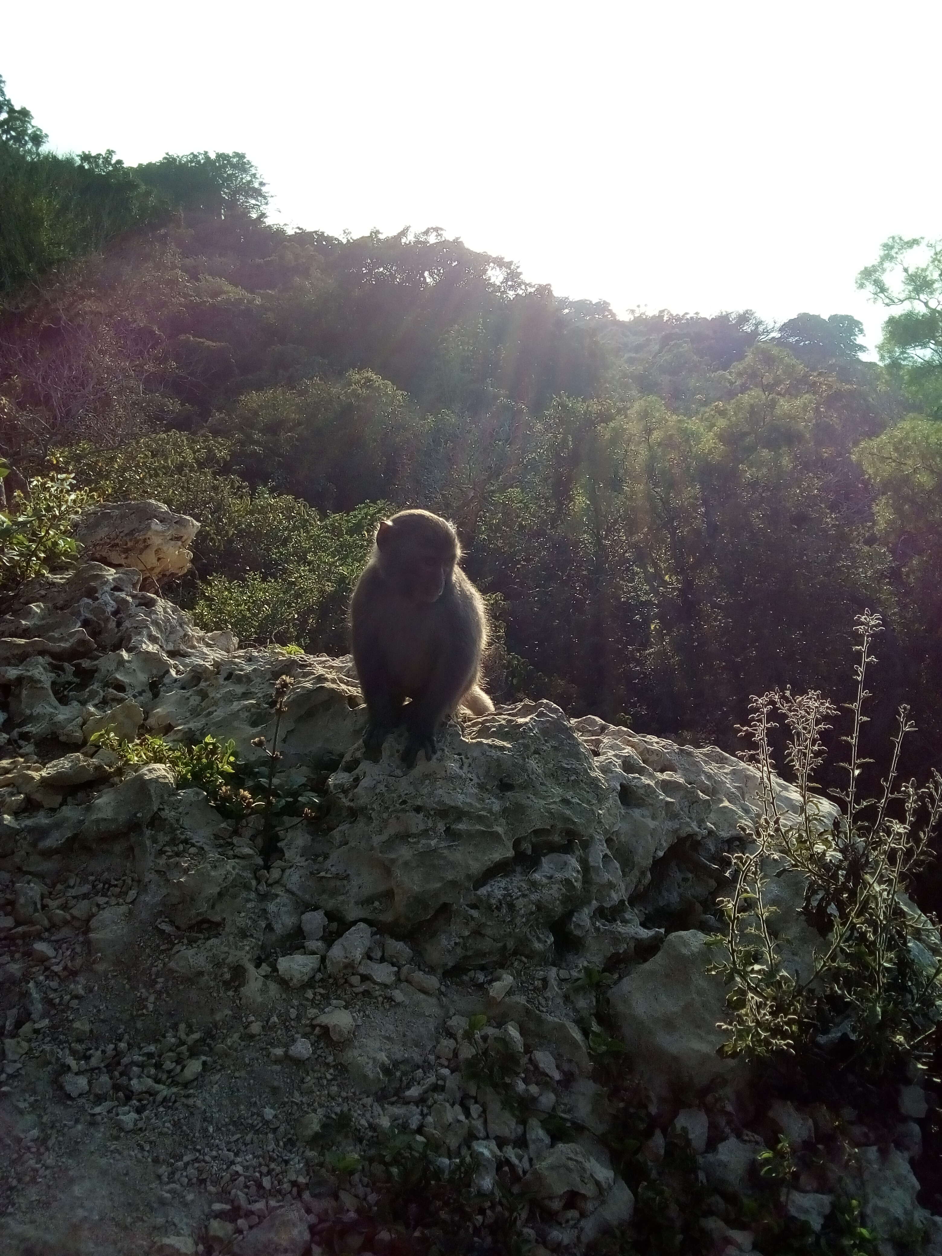 Слика од Macaca cyclopis (Swinhoe 1863)