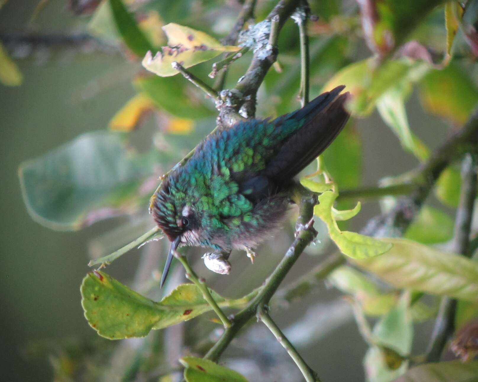 Image of Western Emerald