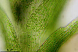 Image of dicranella moss