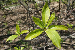 Image of Franklin tree