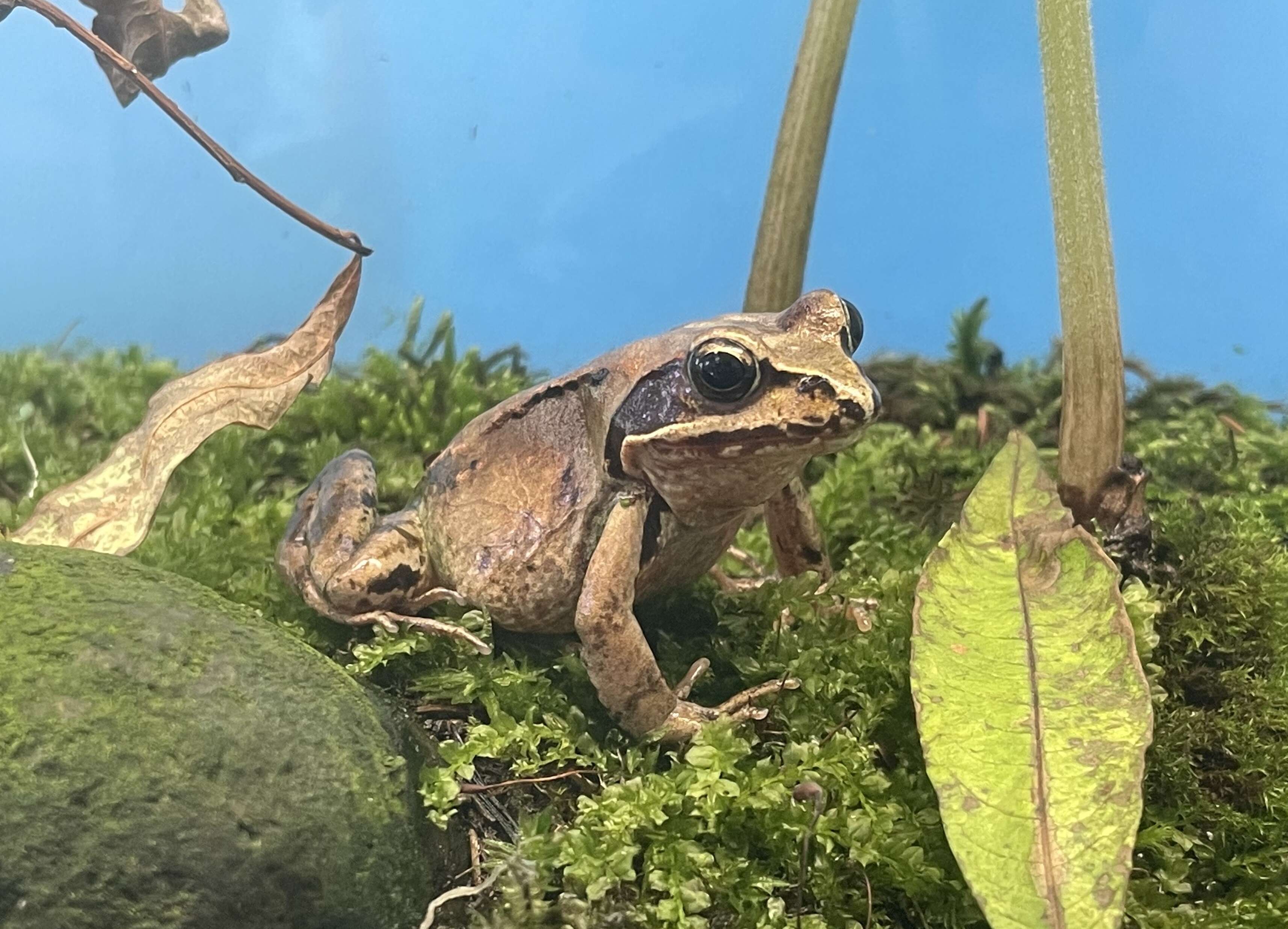 Image of Ezo Brown Frog