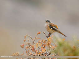 Image of Eversmann's Redstart