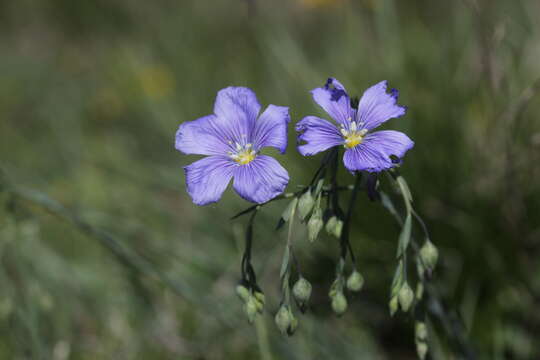 Image of Asian flax