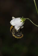 Imagem de Adenophora liliifolia (L.) A. DC.