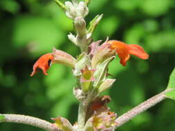 Image of Colquhounia coccinea Wall.