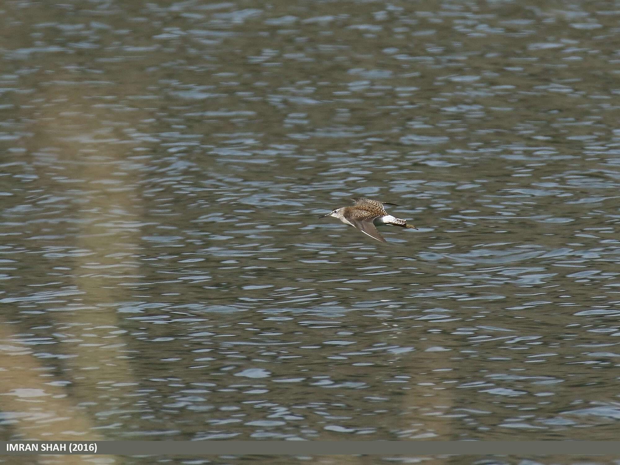 Image of Wood Sandpiper