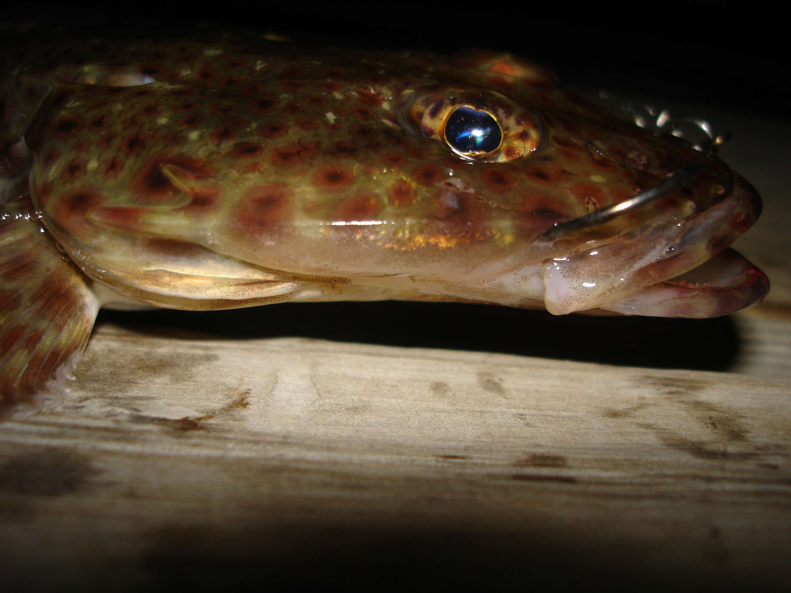 Image of Bass flathead