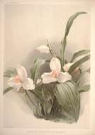 Image of Orchid