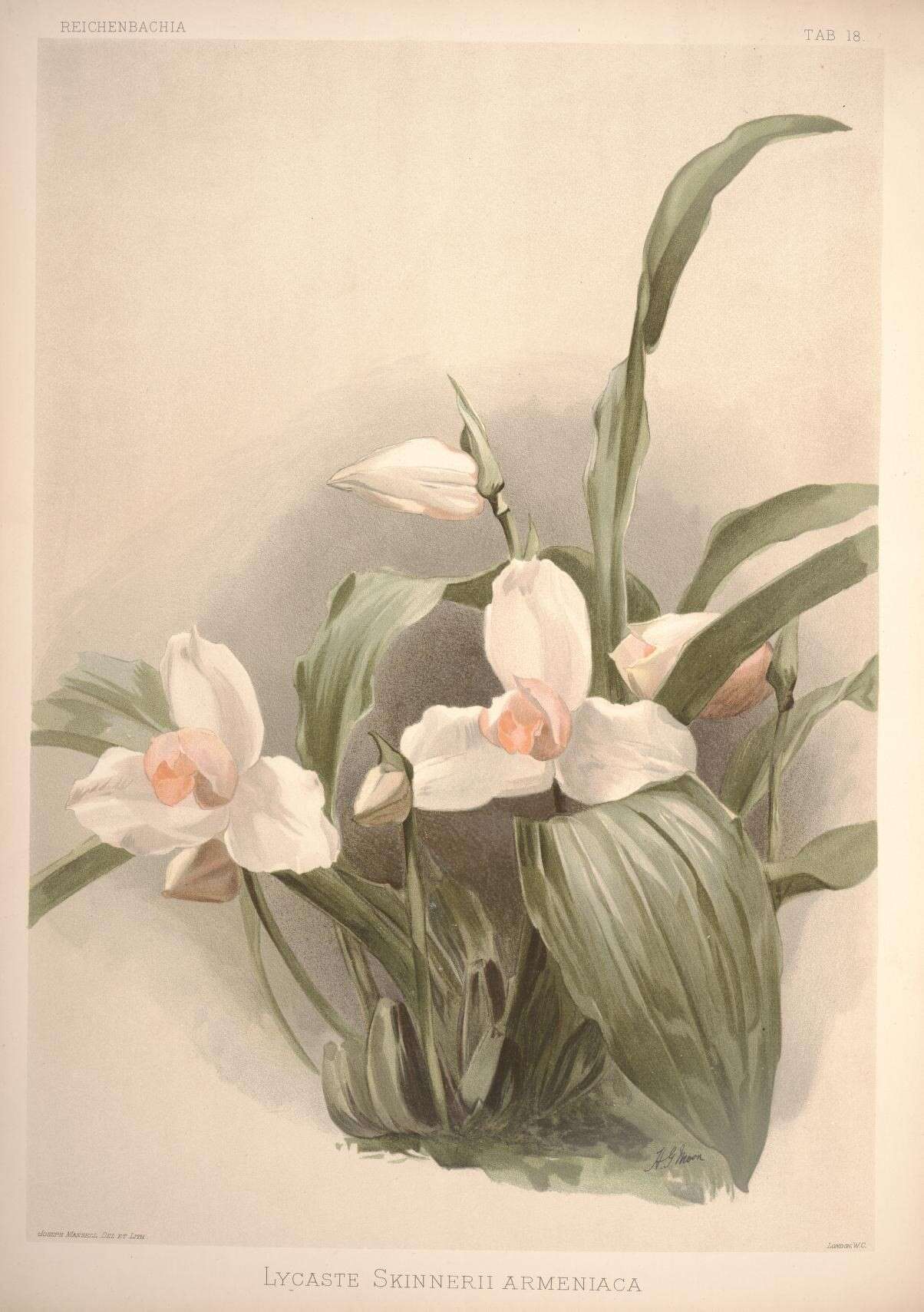 Image of Orchid