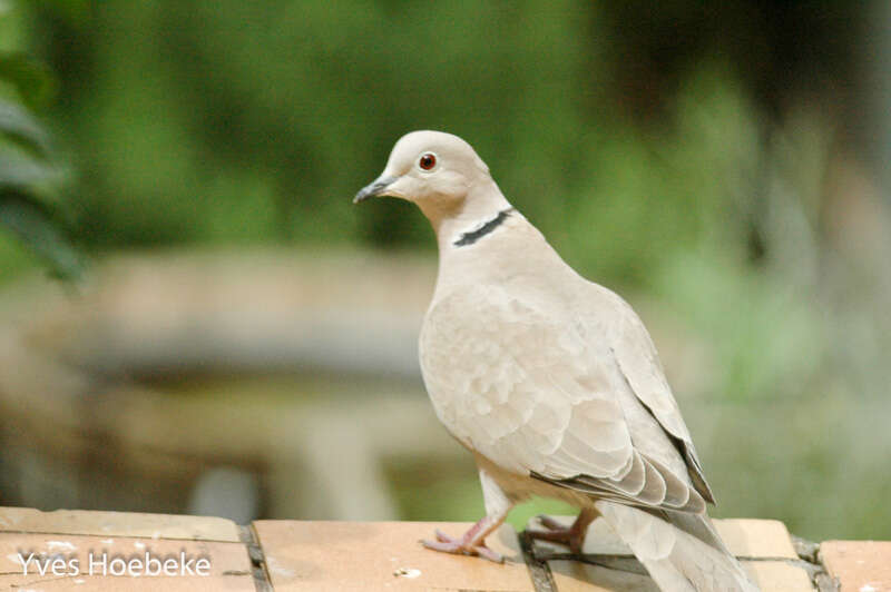 Image of Collared Dove