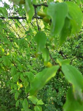 Image of Cornelian cherry dogwood