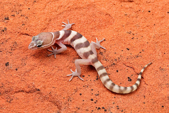 Image of Western Banded Gecko