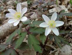 Imagem de Anemone nemorosa L.