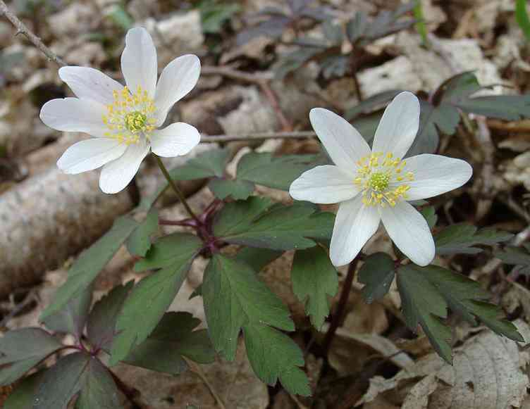 Image of European thimbleweed