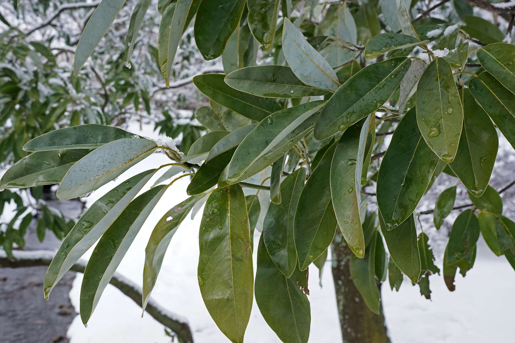 Sivun Magnolia virginiana L. kuva