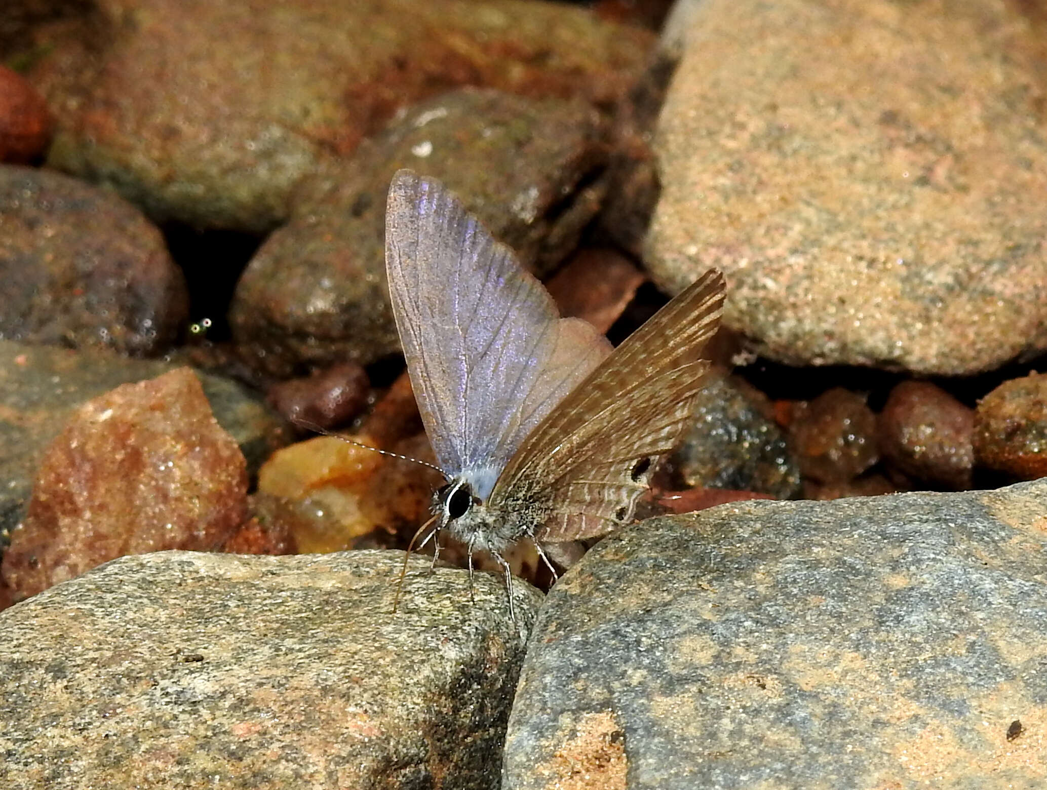 Image of Dingy Line blue