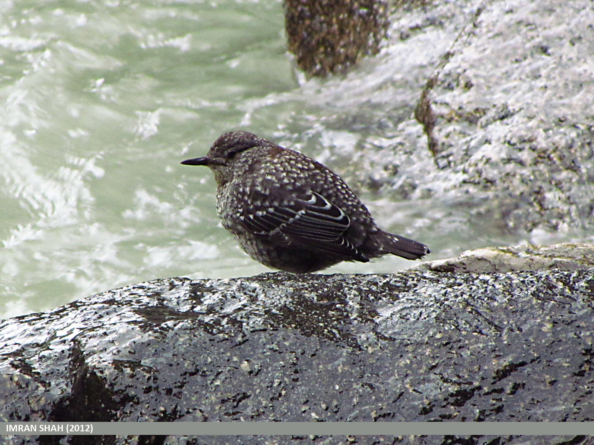 Image of Brown Dipper