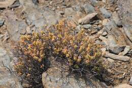 Image of Concertina plant