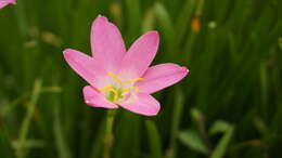 صورة Zephyranthes