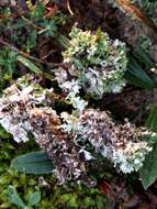 Image of Cladonia foliacea (Huds.) Willd.