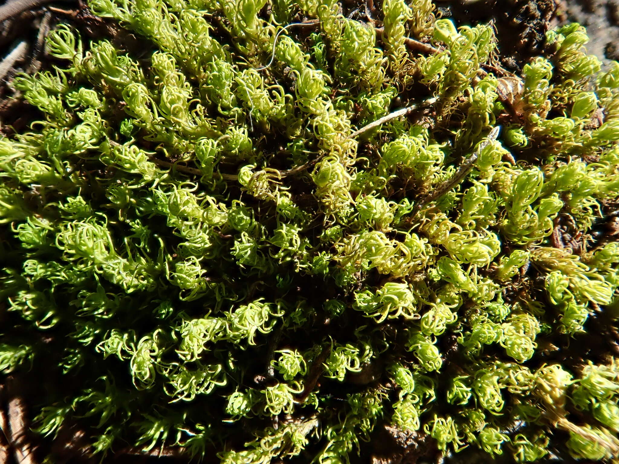 Image of tortella moss