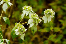 Image of hoary mountainmint