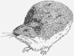Image of Collared lemming