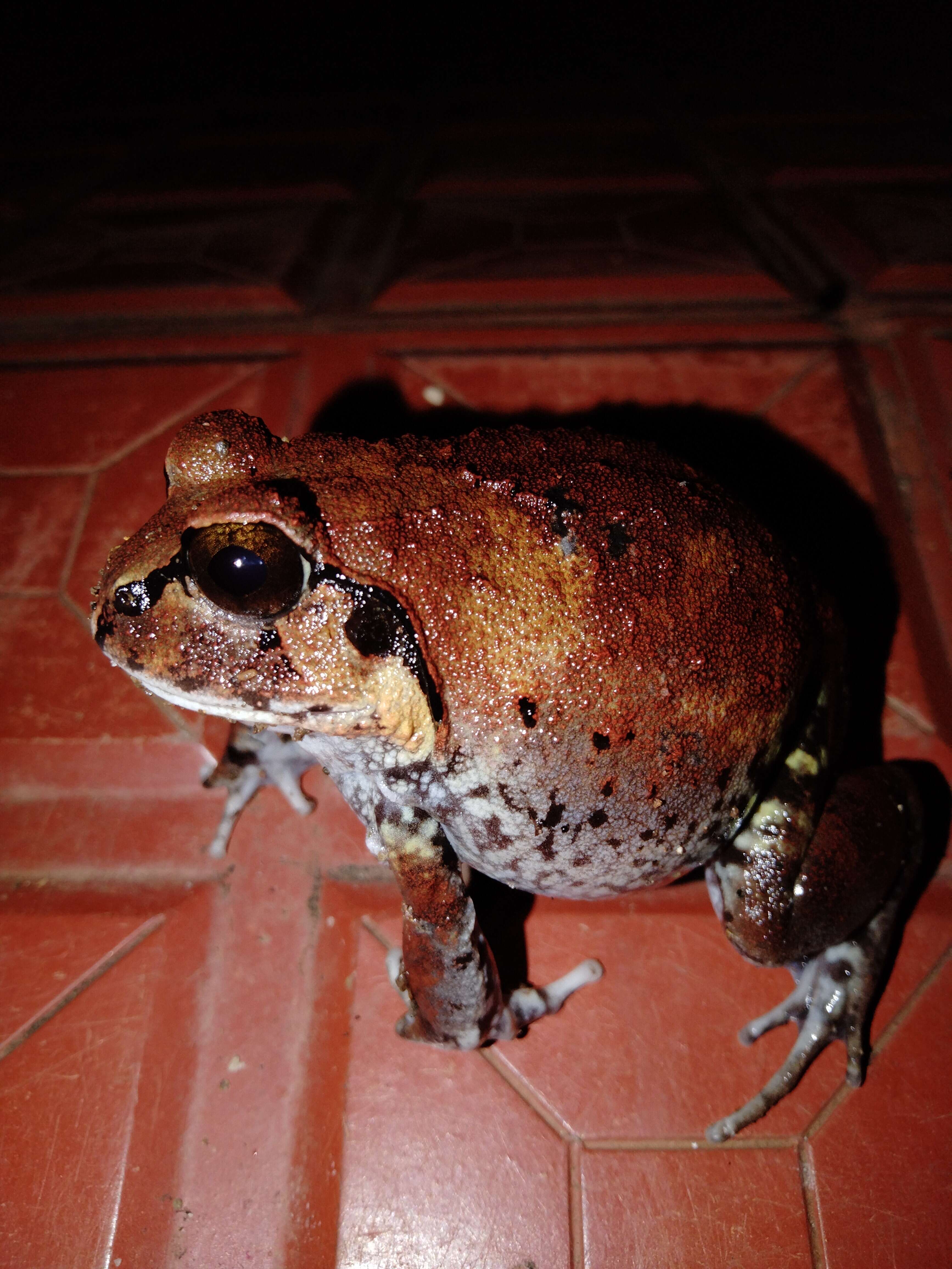 Image of Burrowing frog