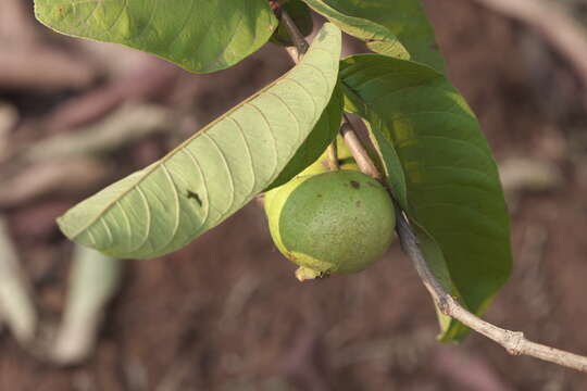 Image of guava