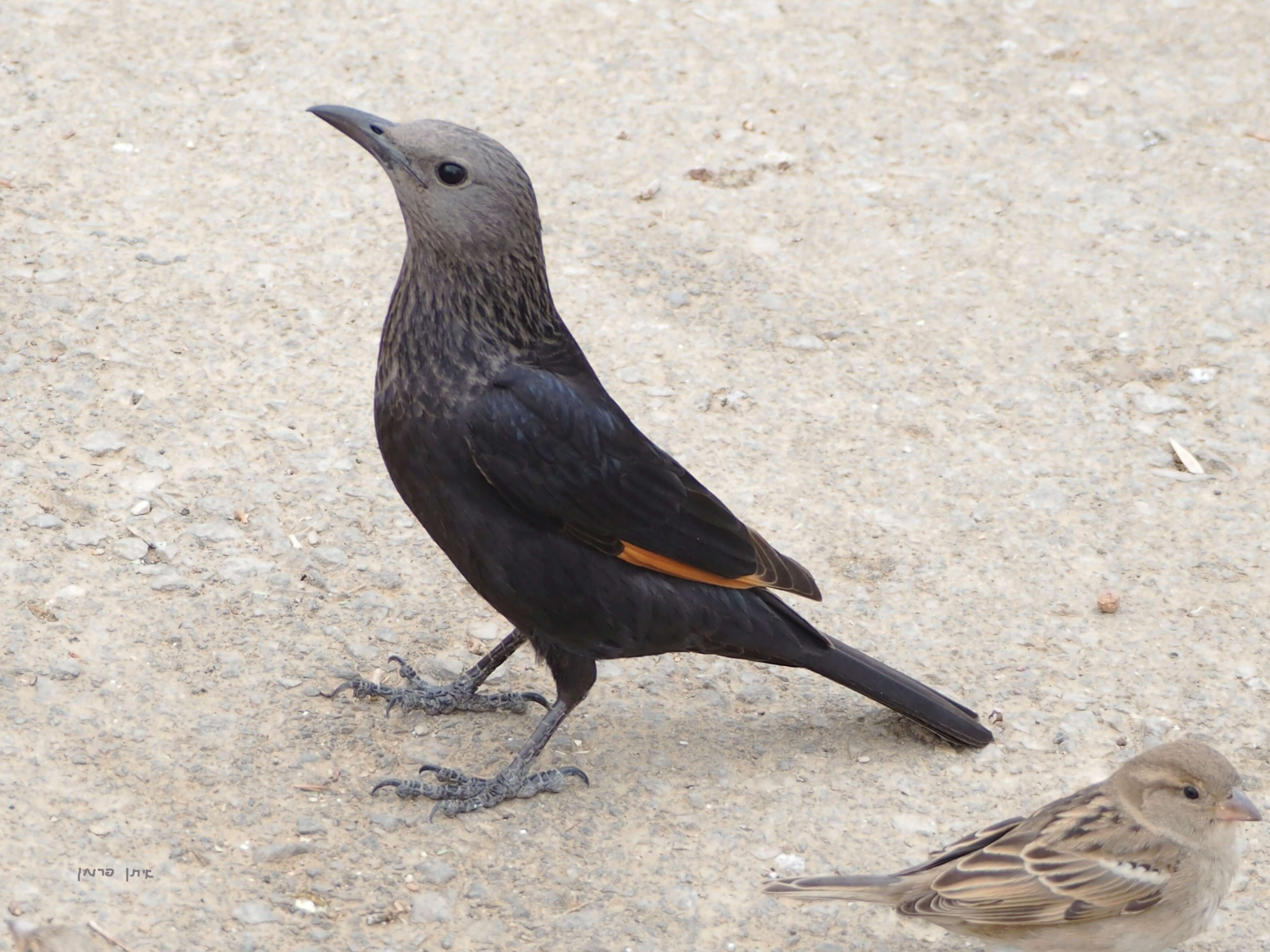 Image of Arabian Chestnut-winged Starling