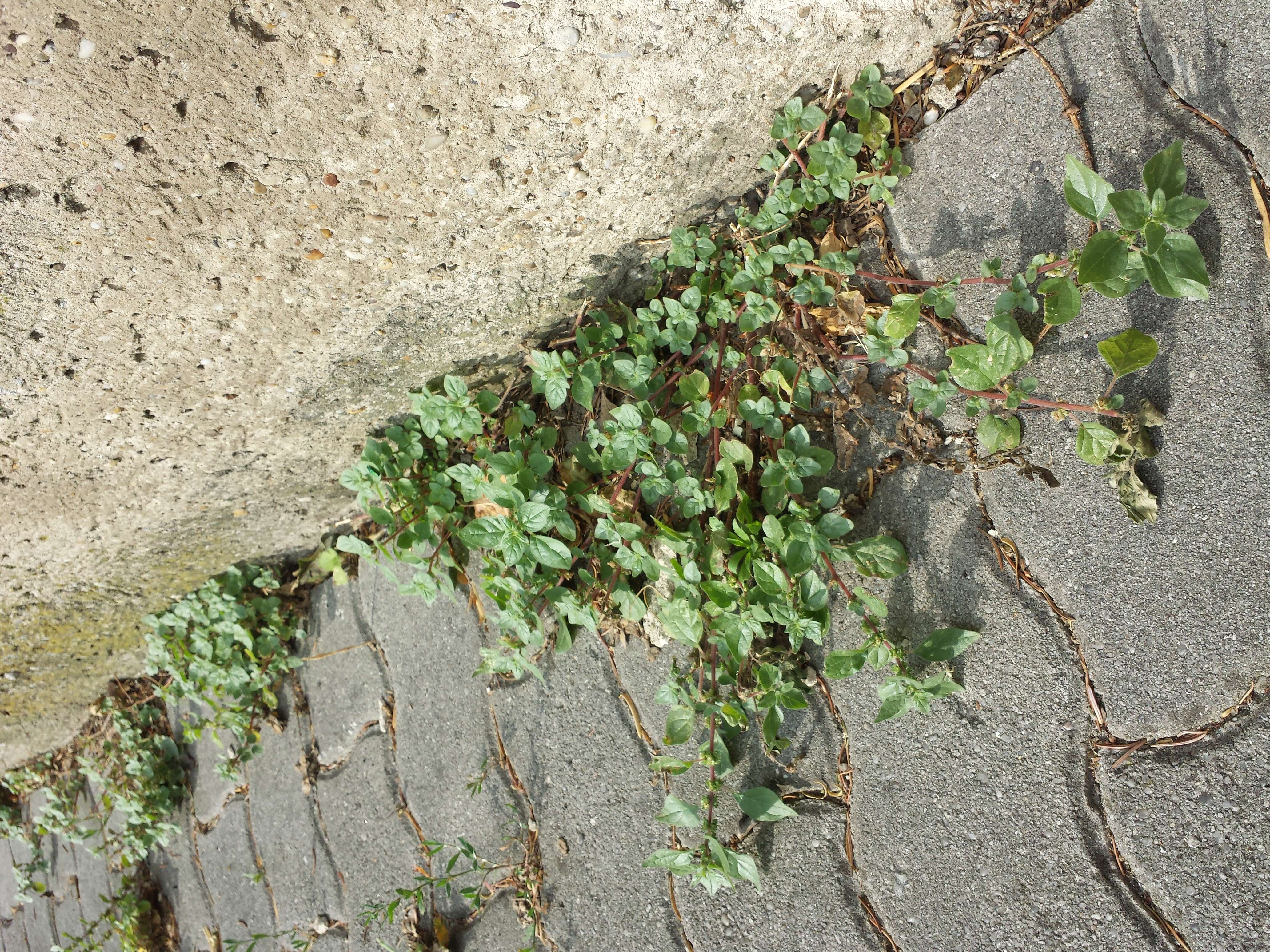 Image of pellitory-of-the-wall