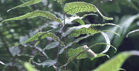 Image of Asian netvein hollyfern