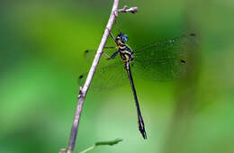 Image of Idionyx gomantakensis Subramanian, Rangnekar & Naik 2013