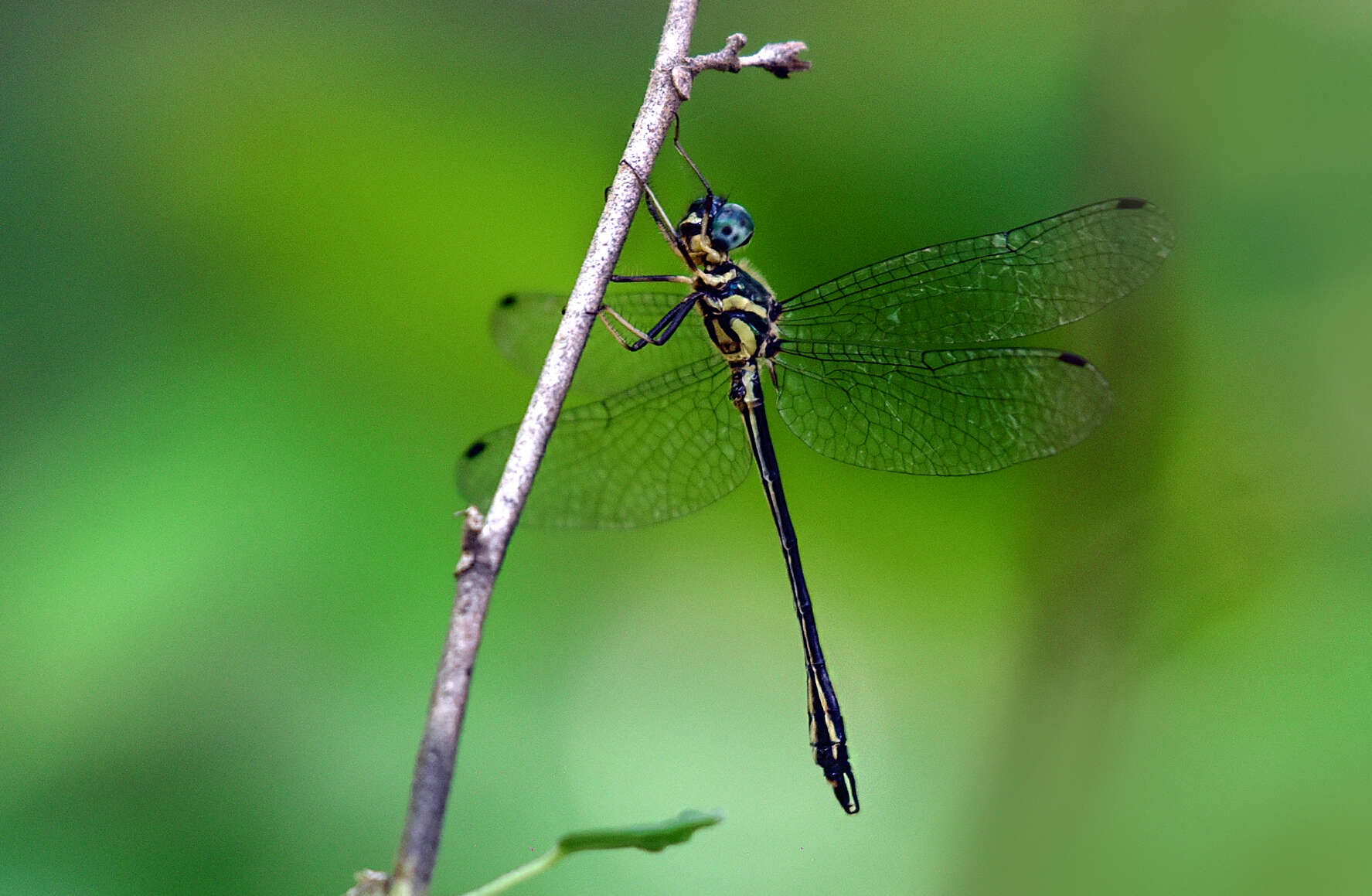 Image of Idionyx gomantakensis Subramanian, Rangnekar & Naik 2013