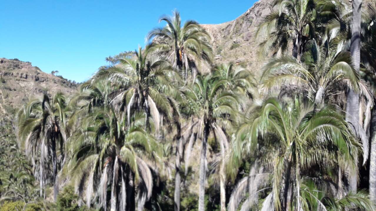 Image of Bolivian mountain coconut