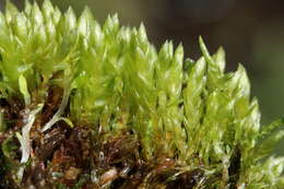 Image of Schleicher's bryum moss