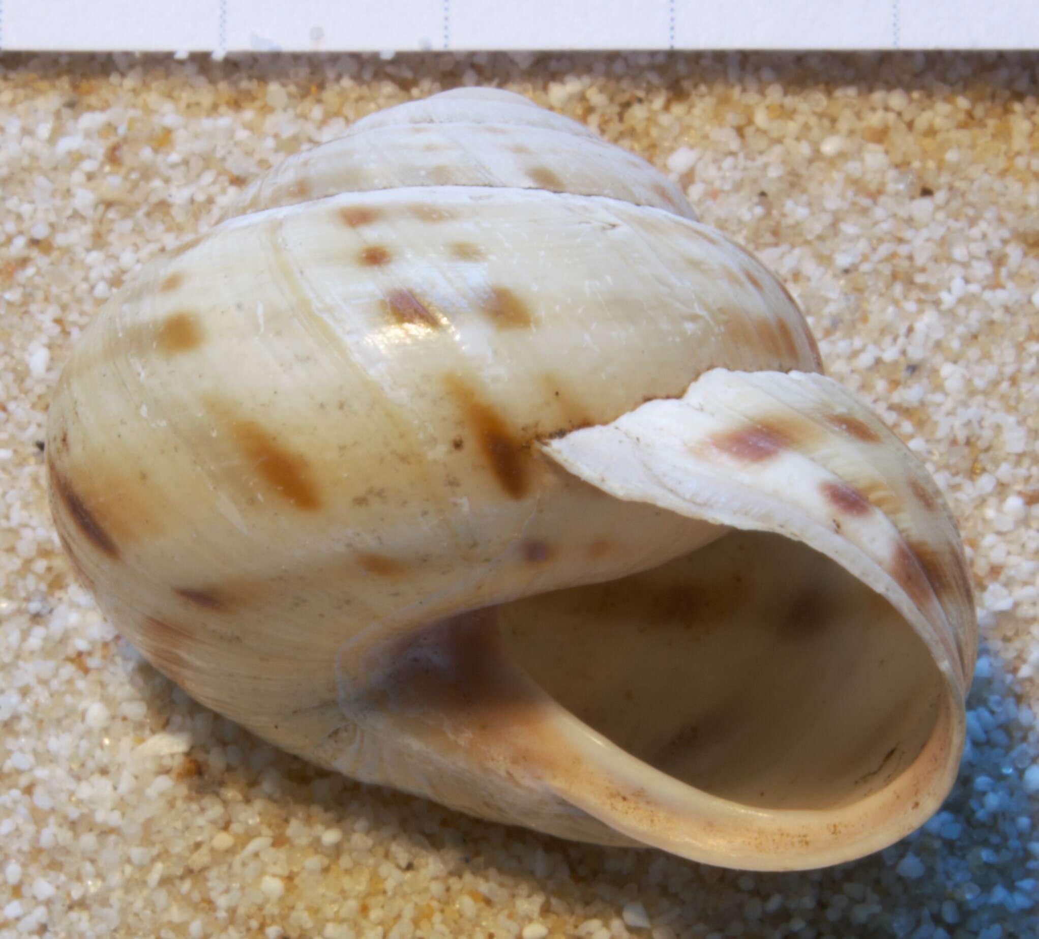 Image of Cepaea sylvatica