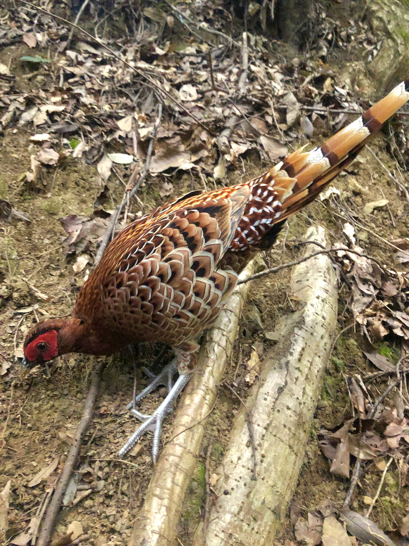 Image of Copper Pheasant