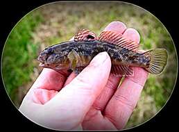 صورة Neogobius