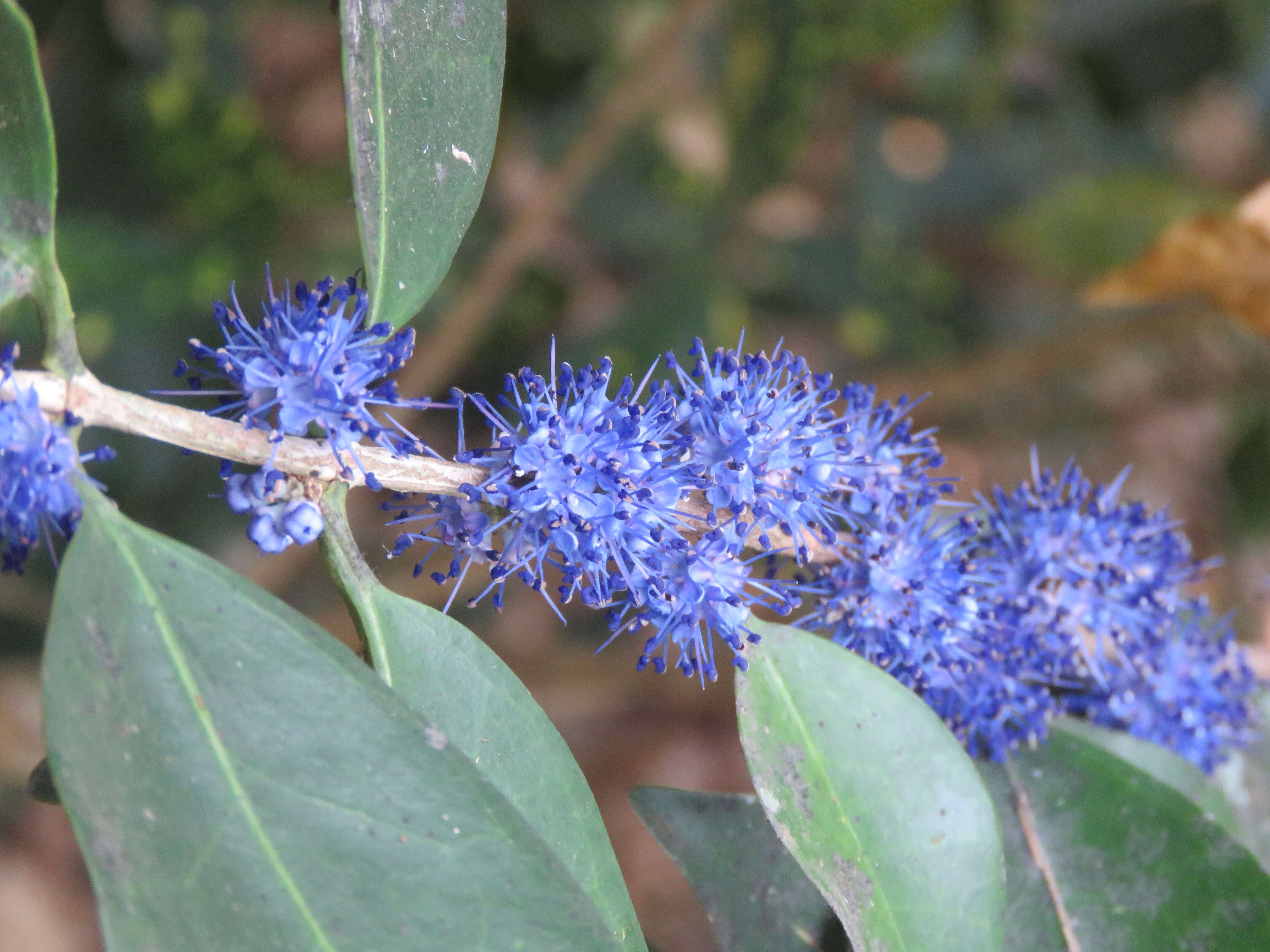 Image of Memecylon umbellatum Burm. fil.