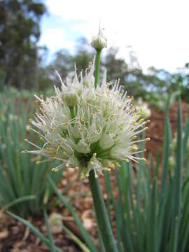 Imagem de Allium fistulosum L.