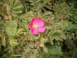 Image of alpine rose