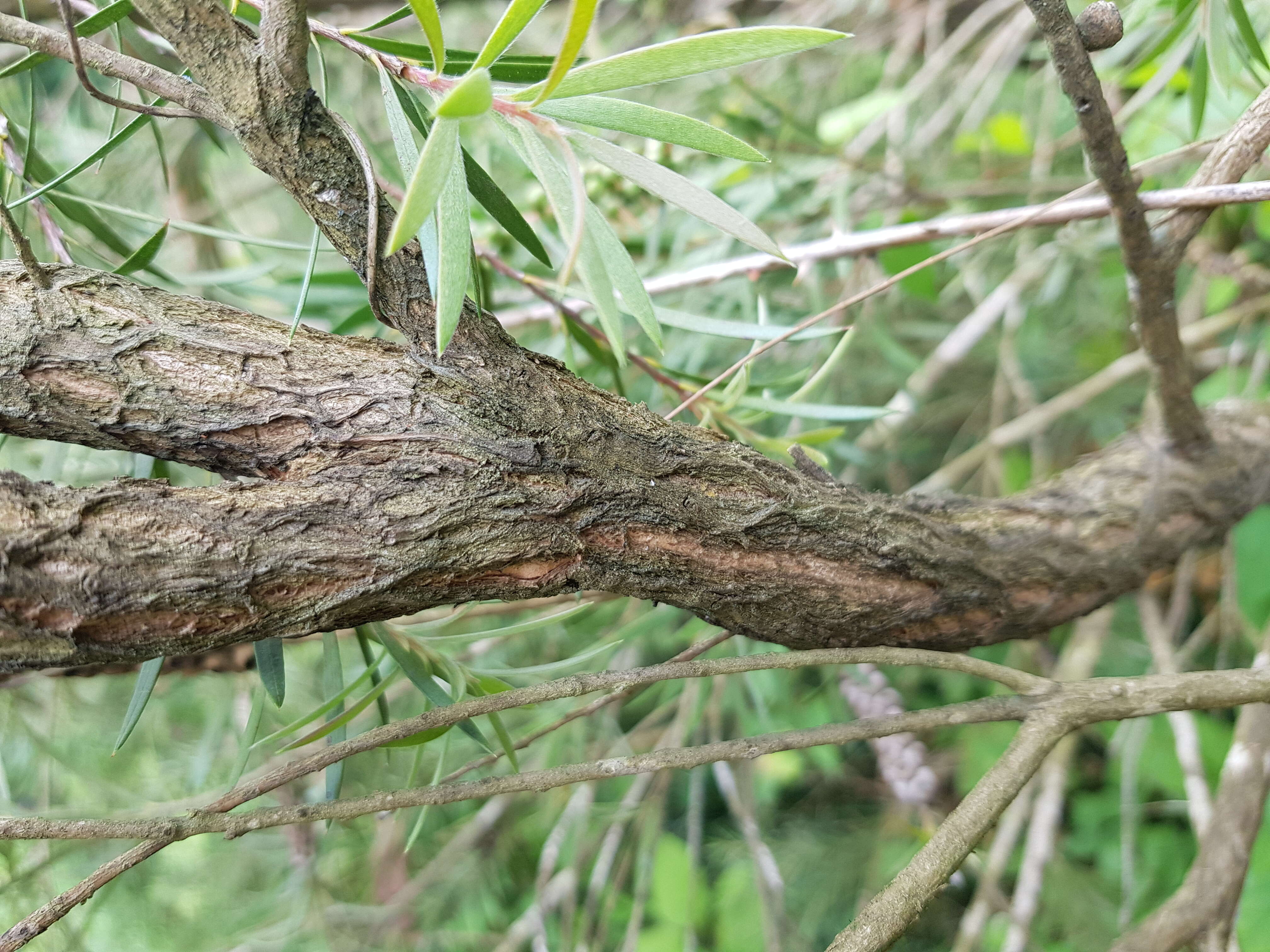 صورة Callistemon phoeniceus Lindl.