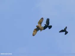 Image of Short-eared Owl