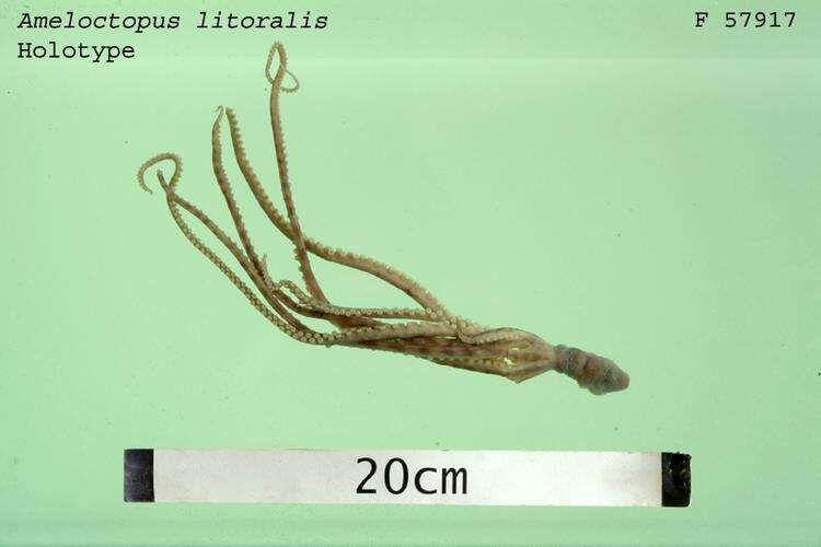 Image of Ameloctopus Norman 1992