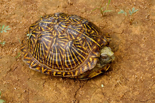 Image of Ornate Box Turtle