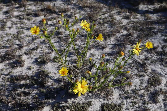 Image of coastal plain goldenaster