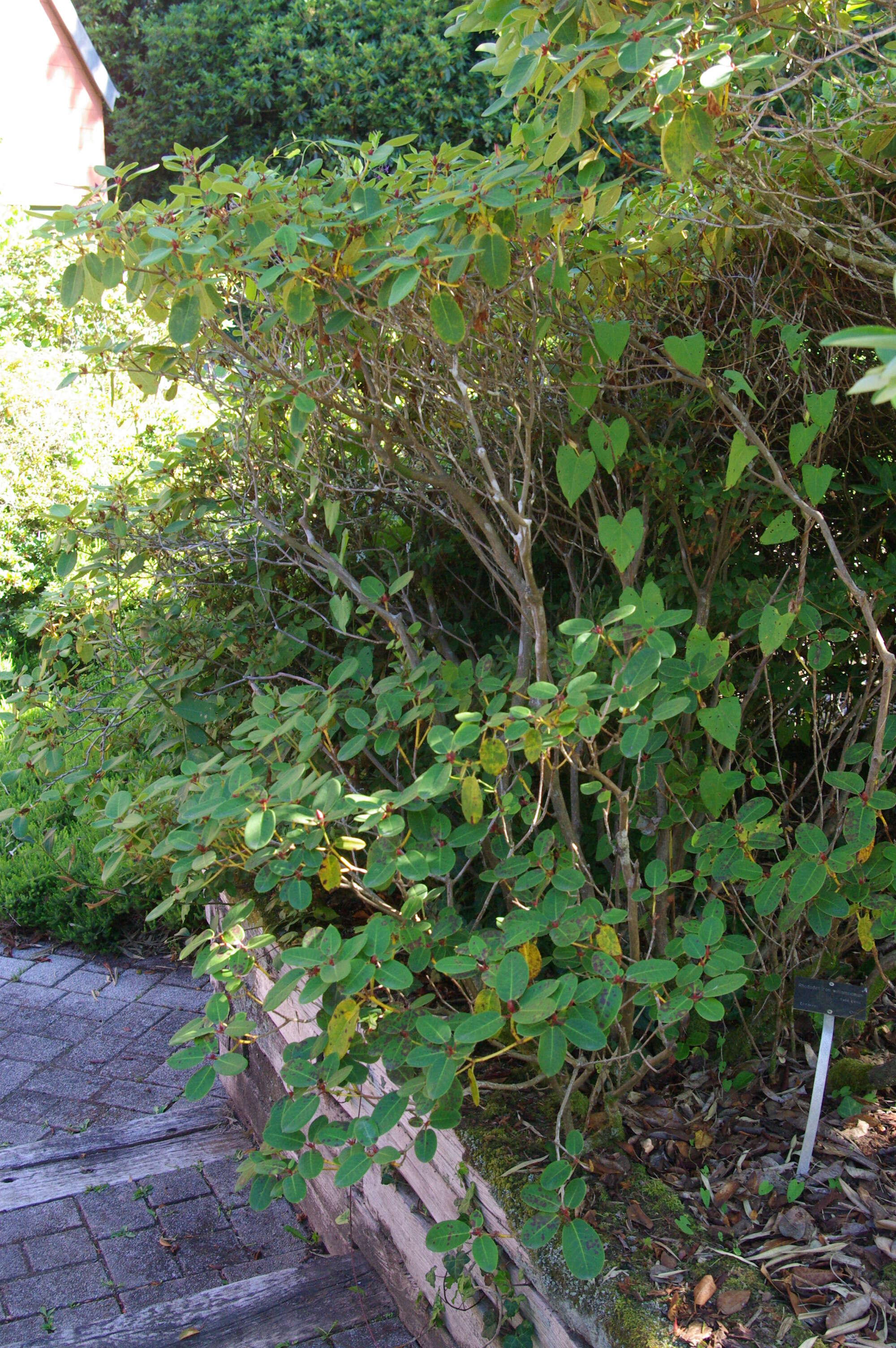 Image of Rhododendron williamsianum Rehder & E. H. Wilson