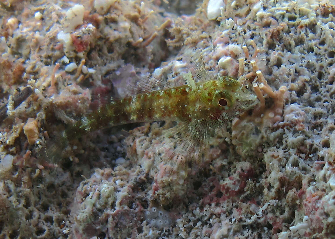 Image of Yellow Triplefin