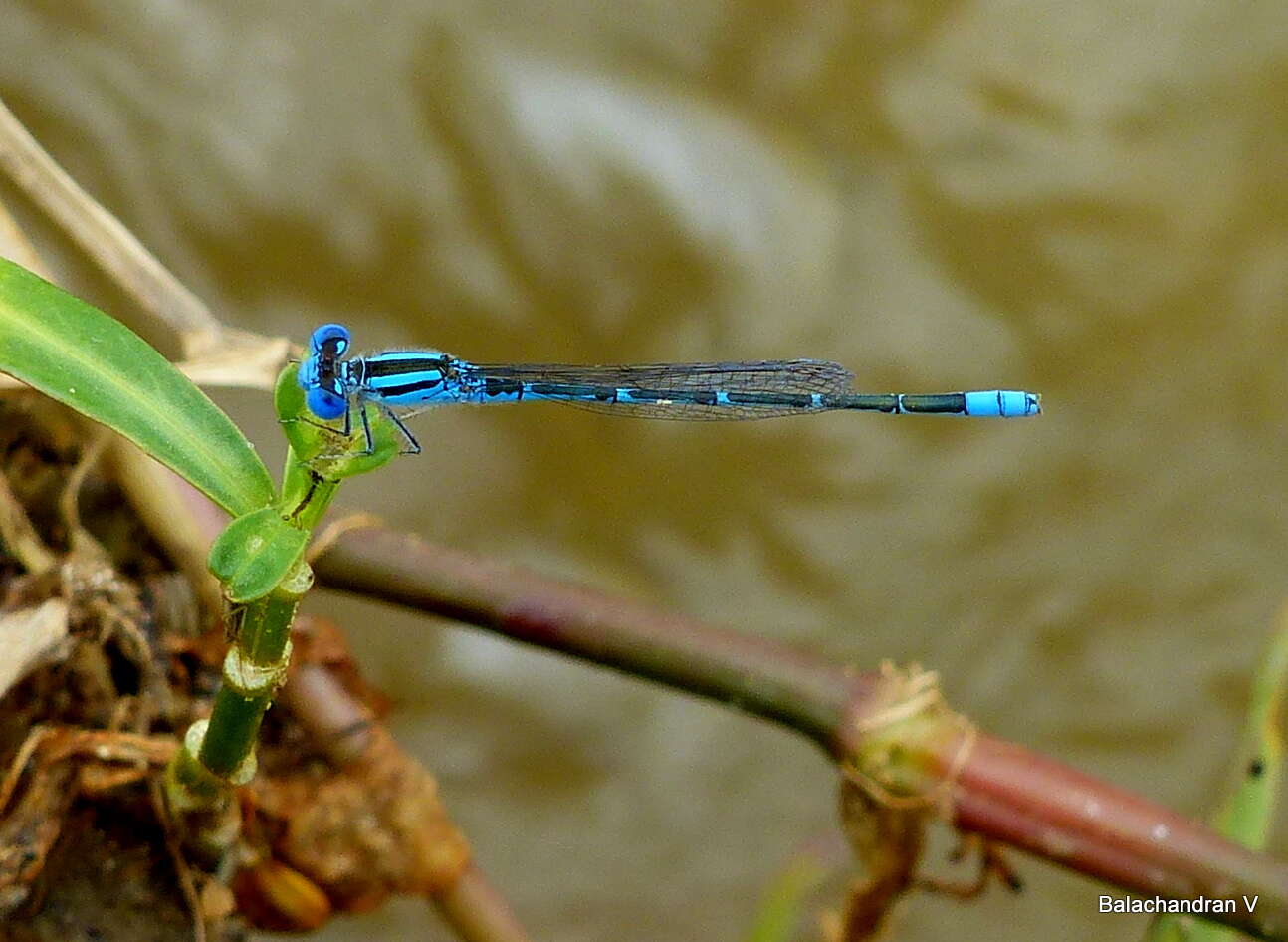 Image of Eastern Lilysquatter